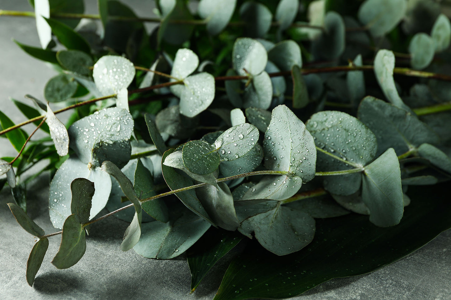 EUCALYPTUS EXTRACT Plant-BG™