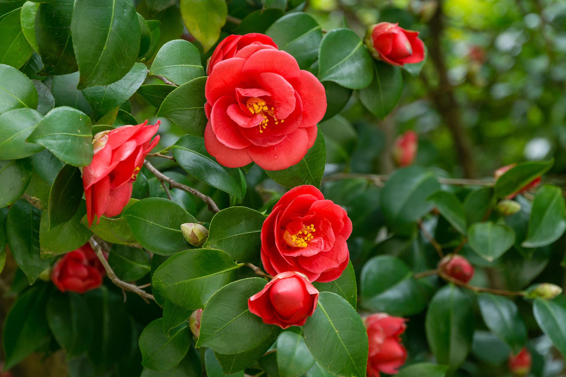 CAMELLIA FLOWER EXTRACT BG™ – NOF AMERICA CORPORATION