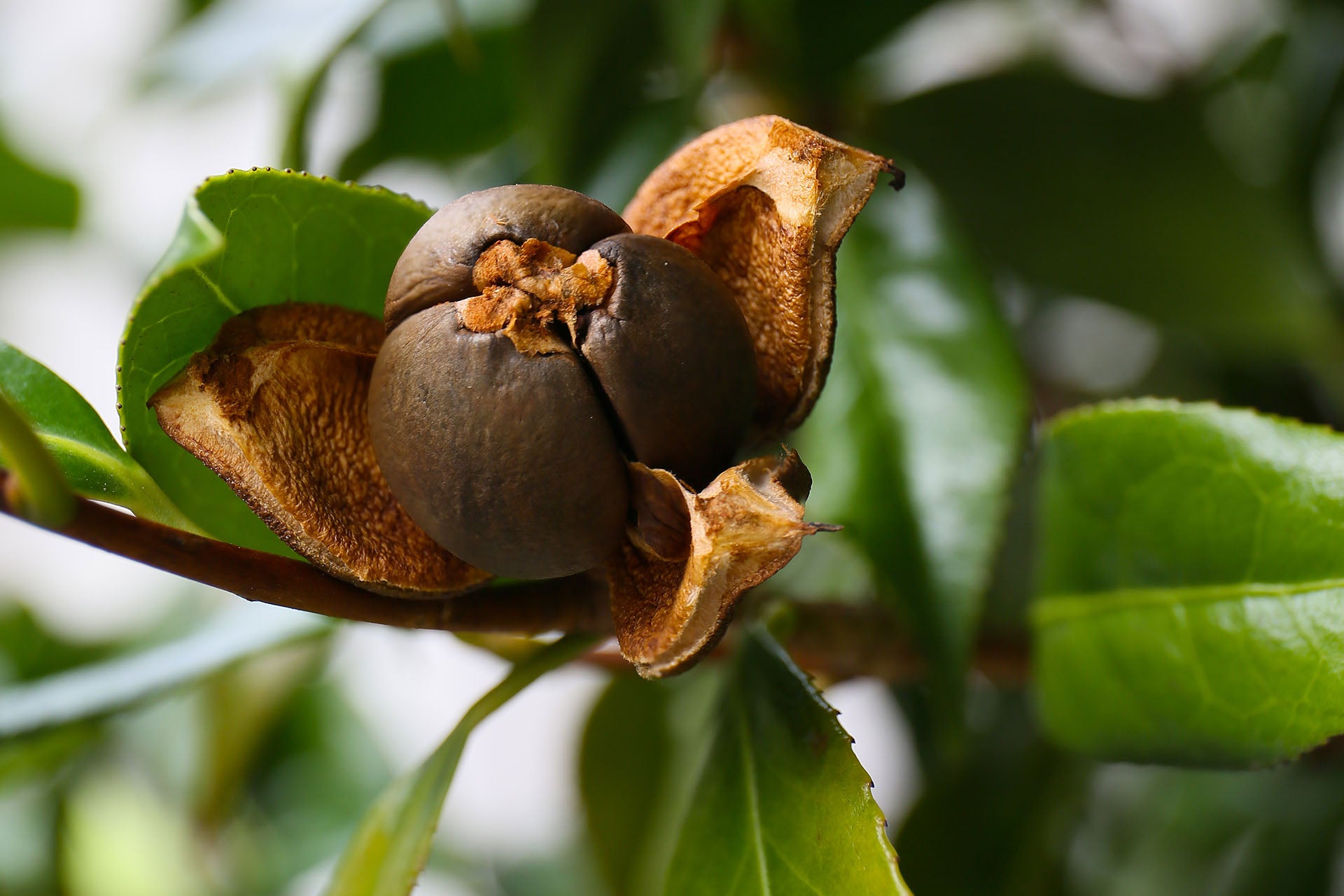 camellia seeds from plant CAMELLIA SEED EXTRACT Plant-BG™ – NOF AMERICA CORPORATION