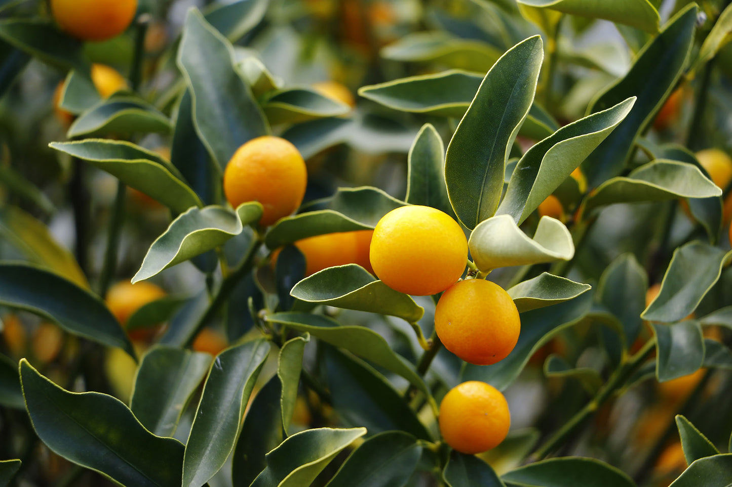 CHINPI EXTRACT K65B™