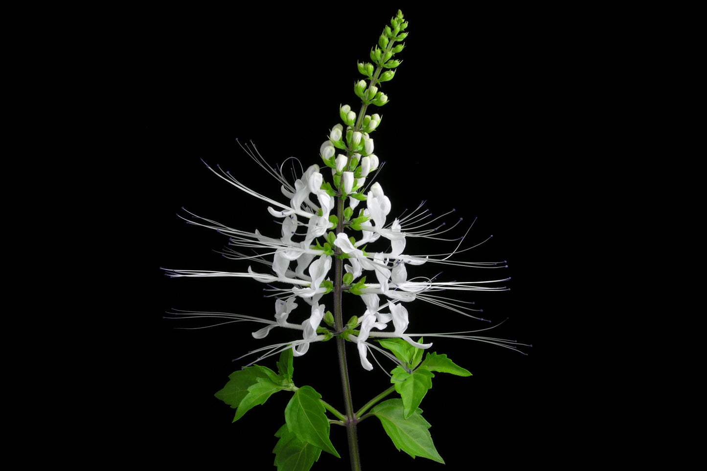 KUMIS KUCHING EXTRACT BG™