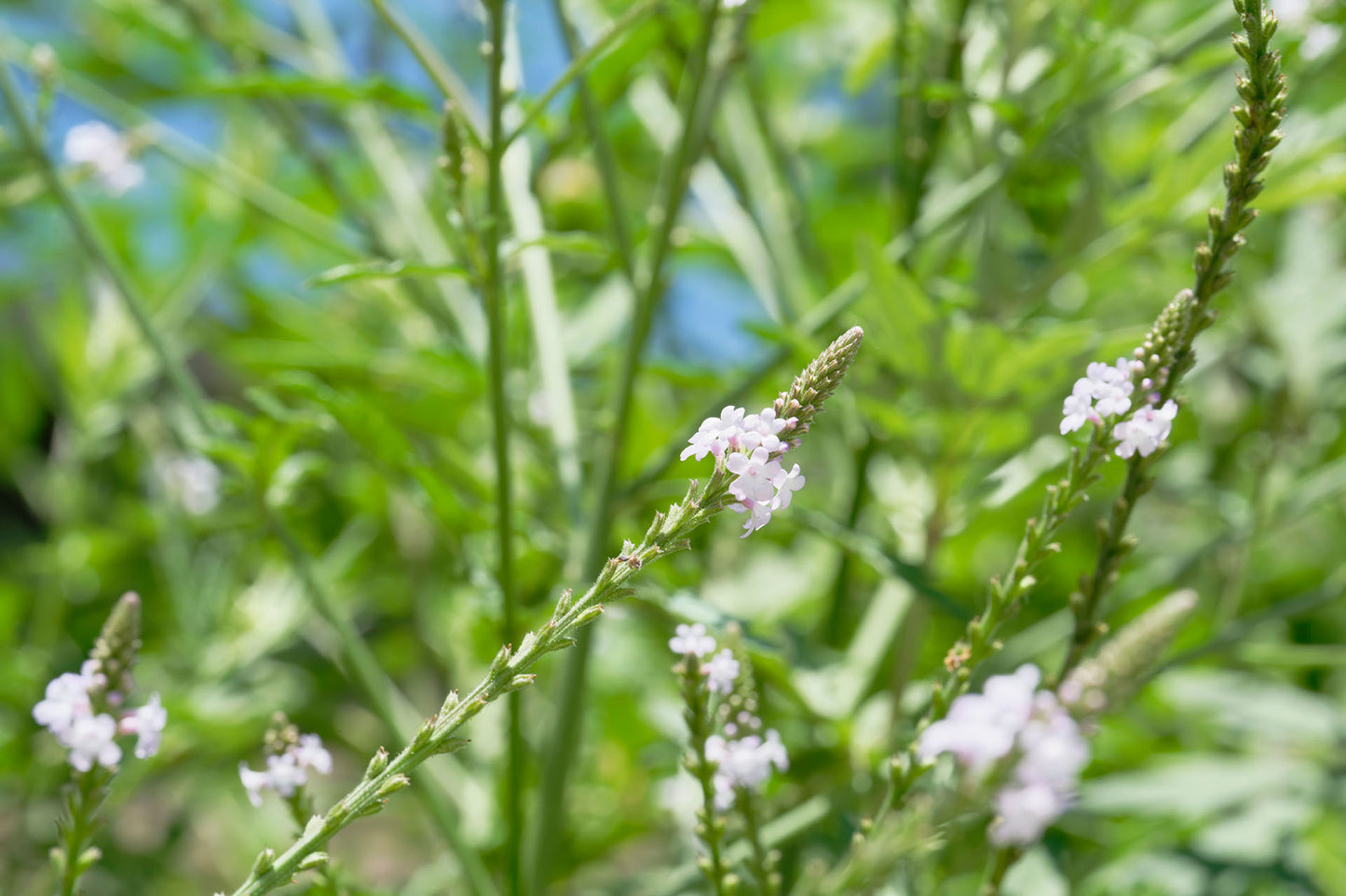 EXTRACTO DE VERBENA OFFICINALIS BG™