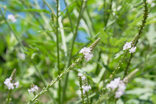 VERBENA OFFICINALIS EXTRACT BG™