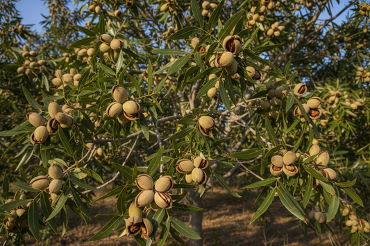 PECAN NUTS EXTRACT BG-2™