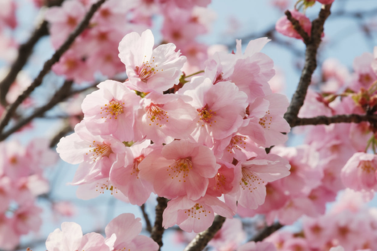 EXTRACTO DE FLOR DE SAKURA YOUKOU BG™