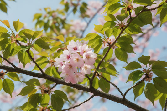 EXTRACTO DE FLOR DE SAKURA YOUKOU BG™