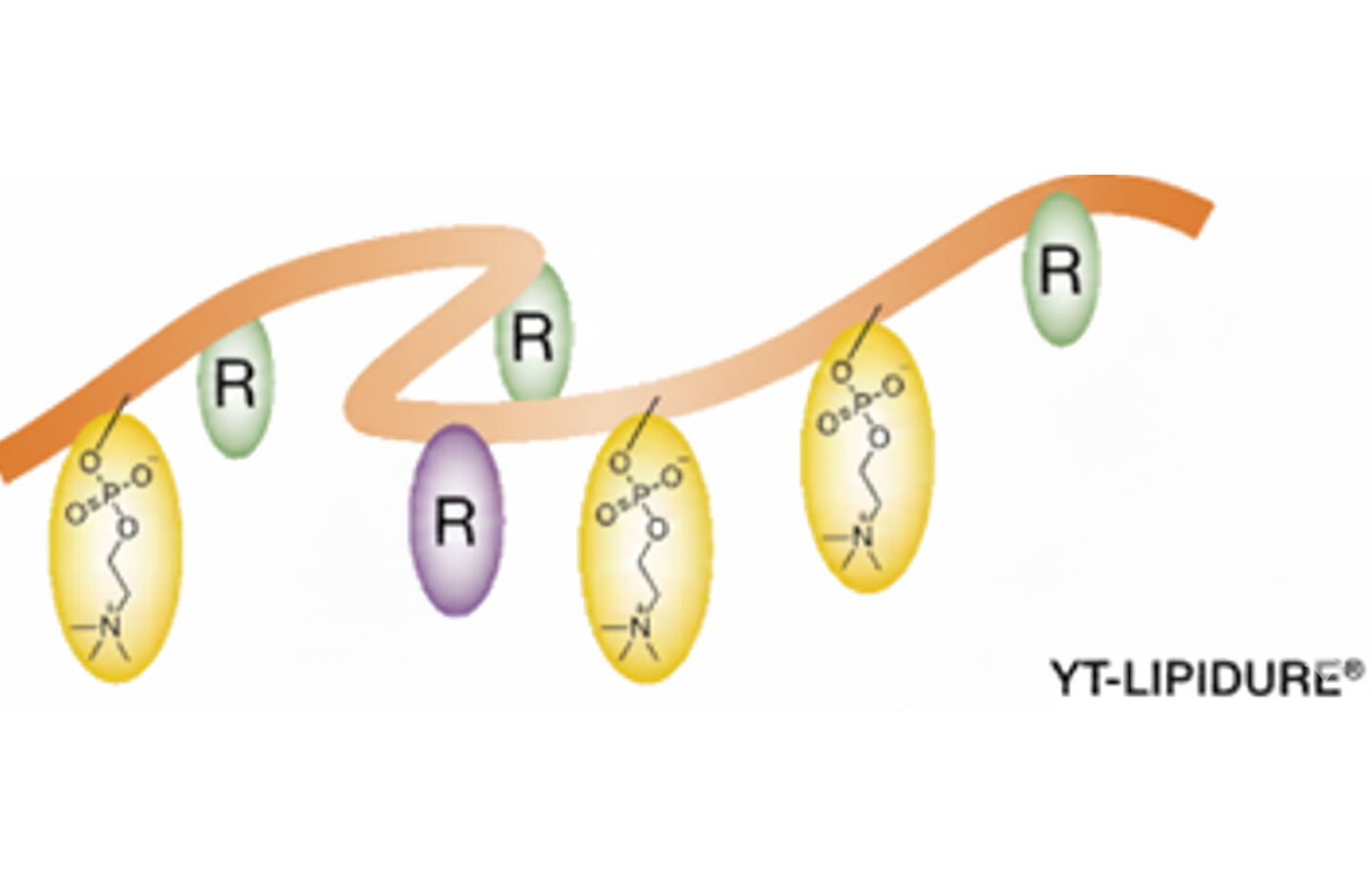 YT-Lipidure®-PMB-H (prototipo)