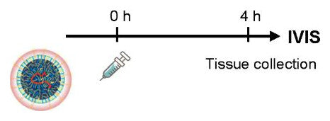 Study timeline: injection at 0 hours and tissue collection for IVIS at 4 hours