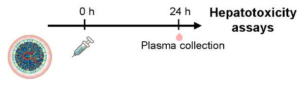Study timeline: injection at 0 hours and plasma collection at 24 hours for hepatotoxicity assays