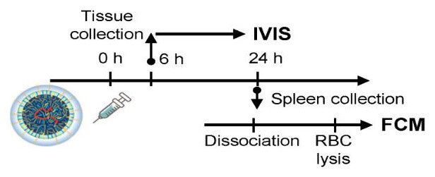Study timeline: injection at 0 hours, tissue collection for IVIS at 6 hours, and spleen collection at 24 hours followed by dissociation, RBC lysis and flow cytometry