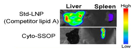 IVIS images of liver and spleen. Std-LNP (Competitor lipid A) gives a strong liver signal; Cyto-SSOP gives almost no liver signal and a strong spleen signal.