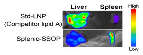 IVIS images of liver and spleen. Std-LNP (Competitor lipid A) gives a strong liver signal and a weak spleen signal; Splenic-SSOP gives a weak liver signal and a strong spleen signal.