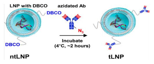 Schematic of post-modification: an LNP carrying DBCO groups is incubated with an azide-modified antibody at 4 °C for about 2 hours, giving an antibody-modified targeted LNP.