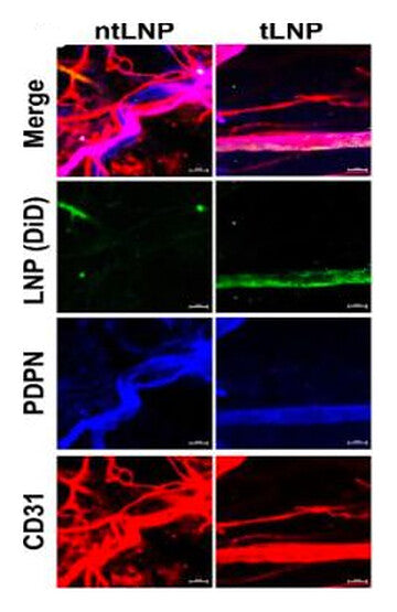 Fluorescence micrographs of lymphatic vessels for ntLNP and tLNP, with merge, LNP (DiD), PDPN and CD31 channels. tLNP shows a strong green DiD signal along the PDPN-positive vessel; ntLNP shows little LNP signal.