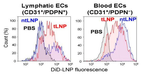 Flow cytometry histograms of DiD-LNP fluorescence. In lymphatic endothelial cells, tLNP shows higher fluorescence than ntLNP, which stays close to PBS. In blood endothelial cells, ntLNP shows higher fluorescence than tLNP.