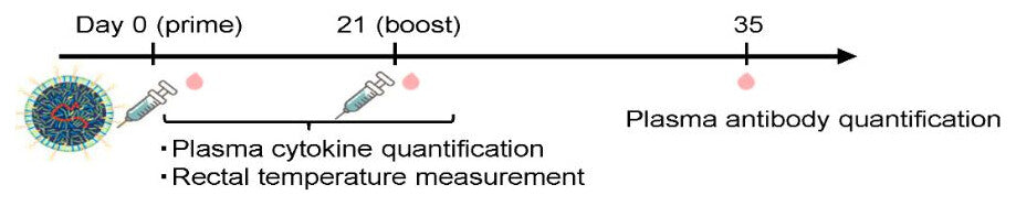 Study timeline: prime on day 0, boost on day 21 and plasma antibody quantification on day 35, with plasma cytokine and rectal temperature measurements after each dose