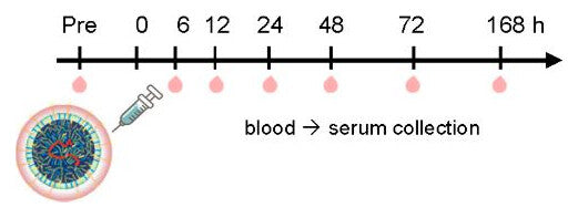 Study timeline: pre-dose blood sample, I.V. infusion at 0 hours, and blood collection at 6, 12, 24, 48, 72 and 168 hours for serum analysis