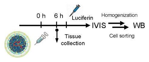 Study timeline: LNP injection at 0 hours, tissue collection at 6 hours, luciferin and IVIS imaging, then homogenization or cell sorting for Western blot