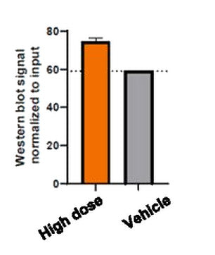 Bar chart of Western blot signal normalized to input in lung epithelial cells: about 75 for the high dose versus about 59 for vehicle.