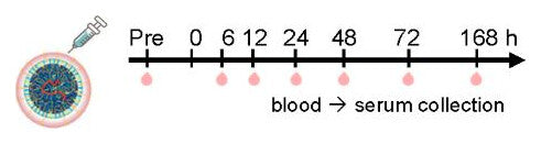 Study timeline: pre-dose blood sample, infusion at 0 hours, and blood collection at 6, 12, 24, 48, 72 and 168 hours