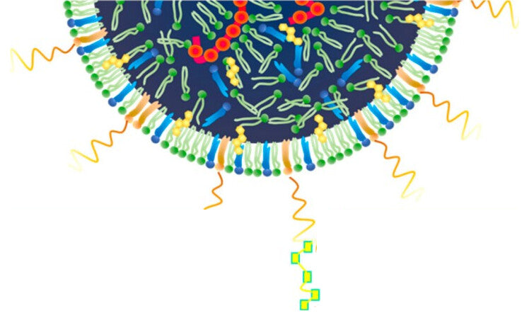 Illustration of a lipid nanoparticle with PEG chains on its surface, one carrying a targeting ligand