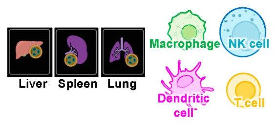 Icons of the liver, spleen and lung beside drawings of a macrophage, an NK cell, a dendritic cell and a T cell