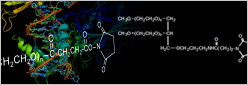 PEGylation/Activated PEGs