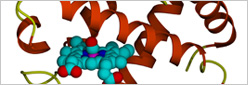 Protein Assay